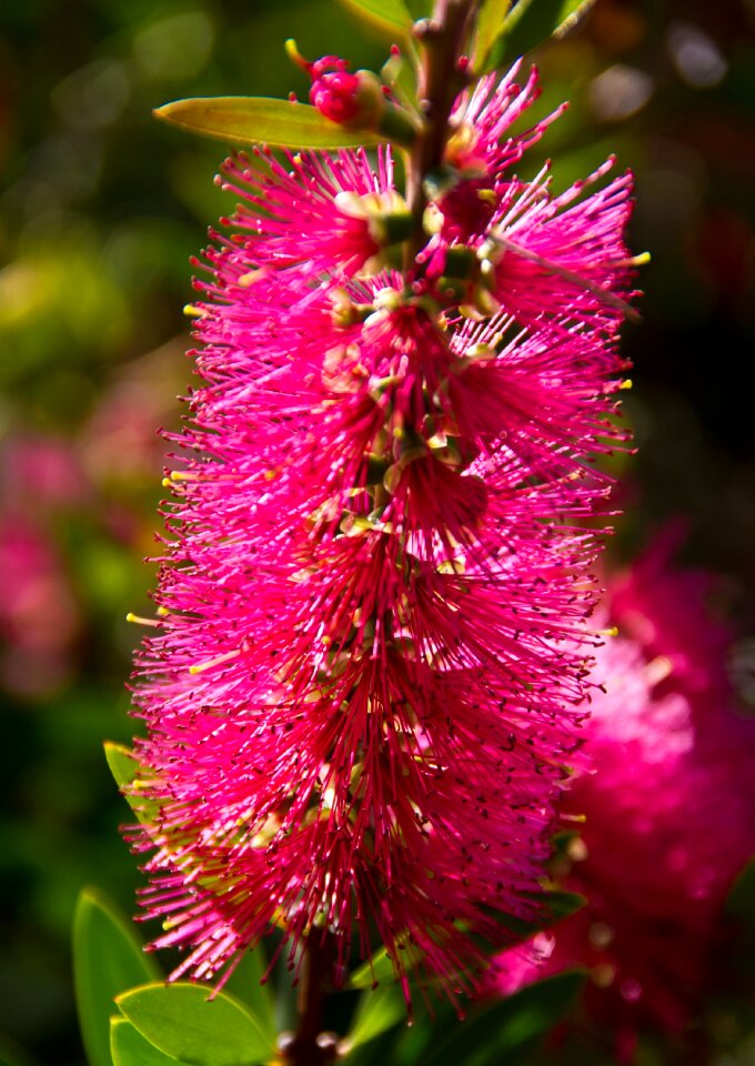 Australian native pink