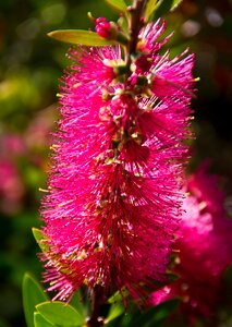 Australian native pink