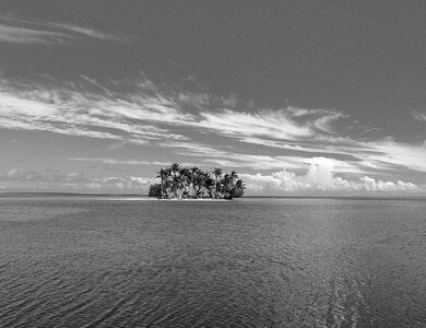 Palm tree the sea island