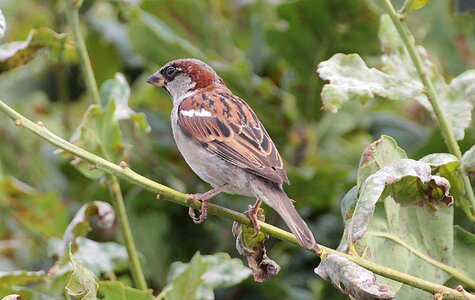 Birds songbirds bird photo