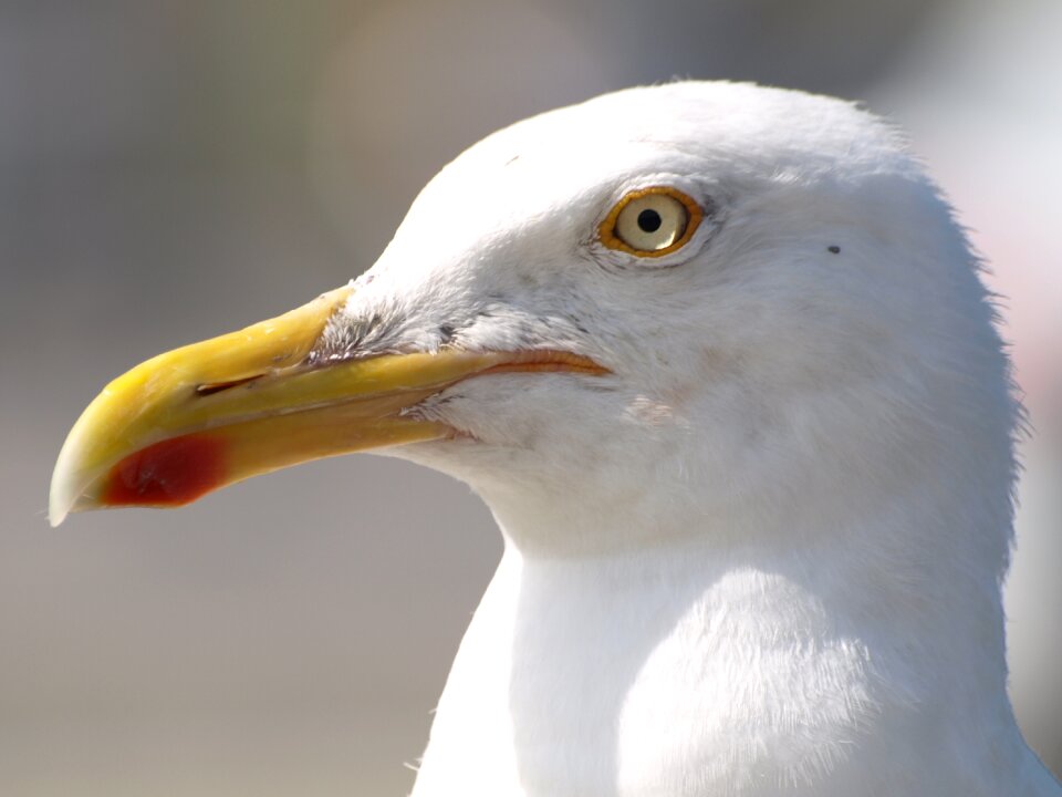 Water bird close up bill