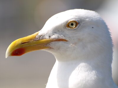 Water bird close up bill