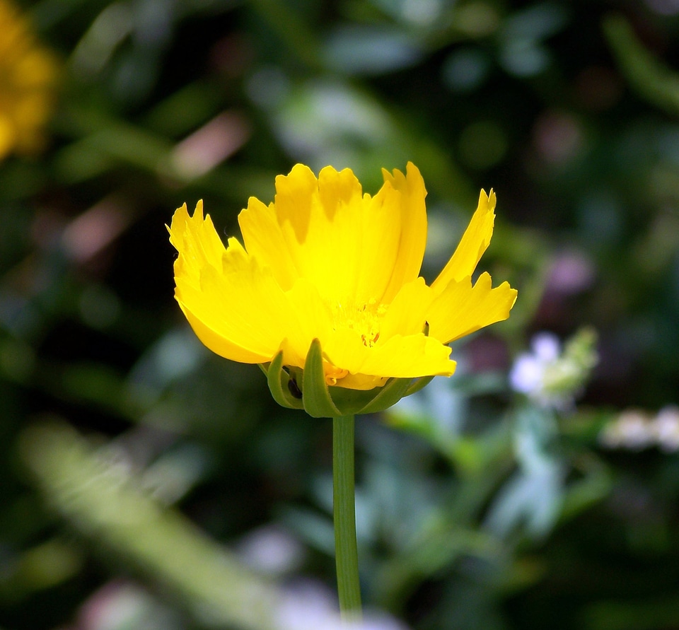 Summer floral petals