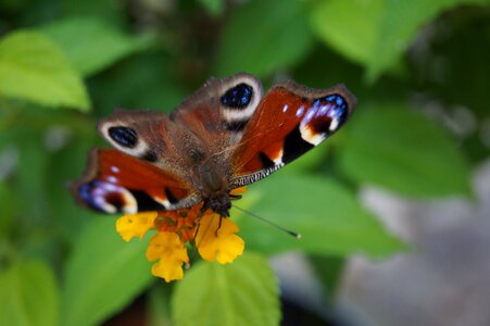 Nature insect wing