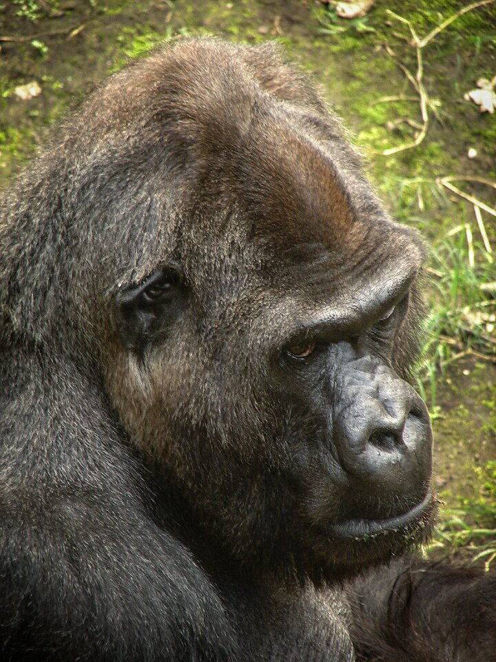 Creature animal jungle