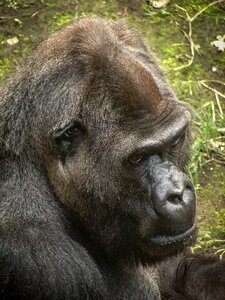 Creature animal jungle