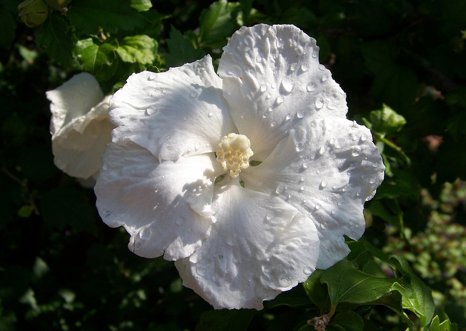 Floral leaf petal