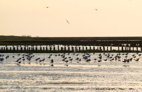 Sea birds gulls photo