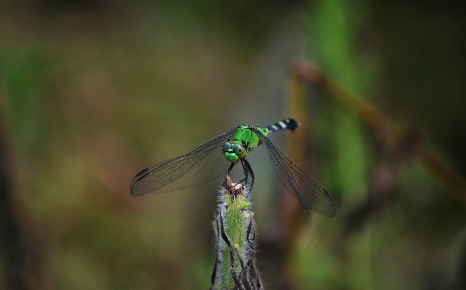Wing bug wildlife