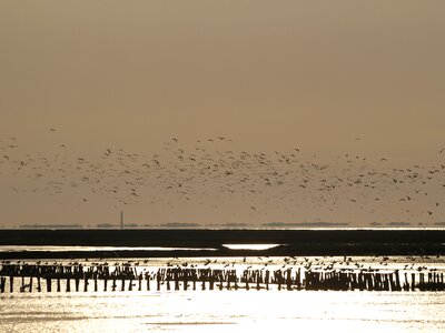 Glistening wadden sea watts