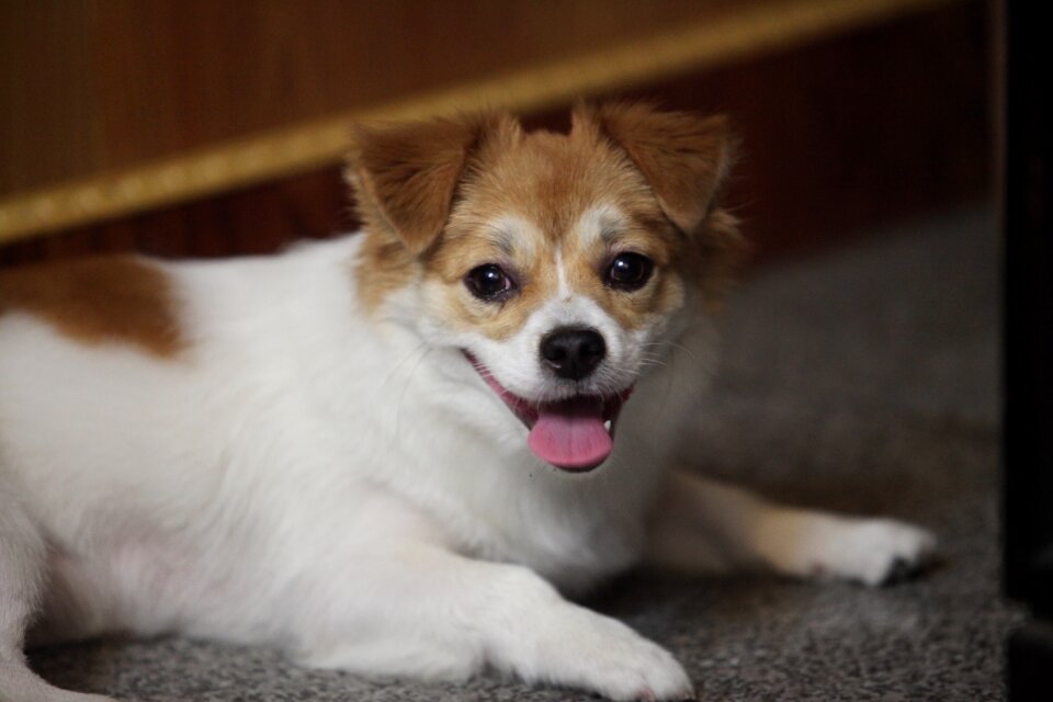 Pets dog animal