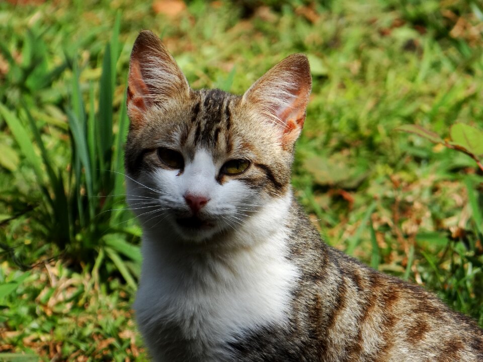 Kitten pet feline stopped