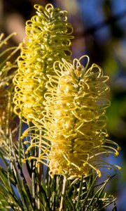 Australian native garden