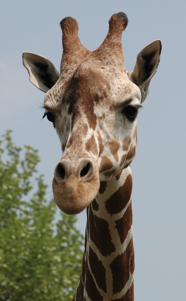 Animal wildlife wild