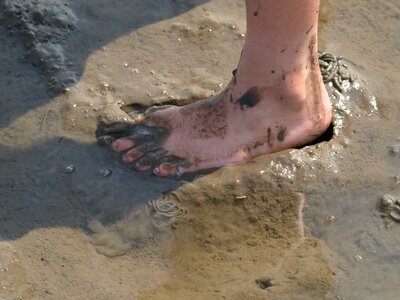 North sea wadden sea mud