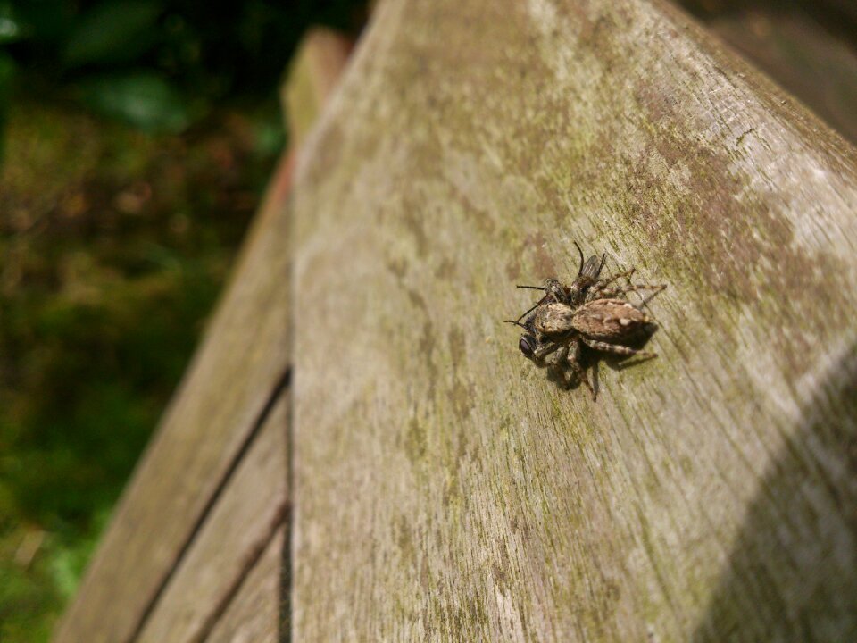 Captured caught hunting