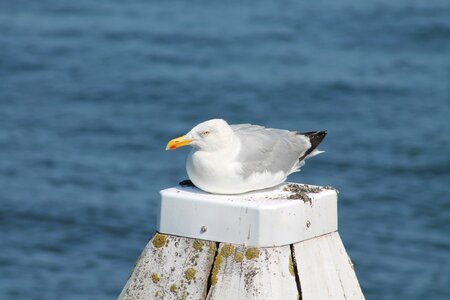 Bird rest sit