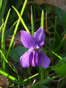 Blue wild flower bloom