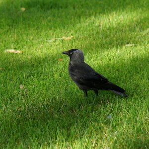 Bird corvus monedula black and gray