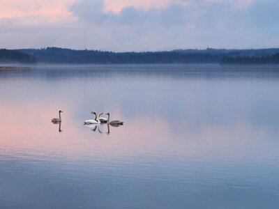 Calm beach nature photo