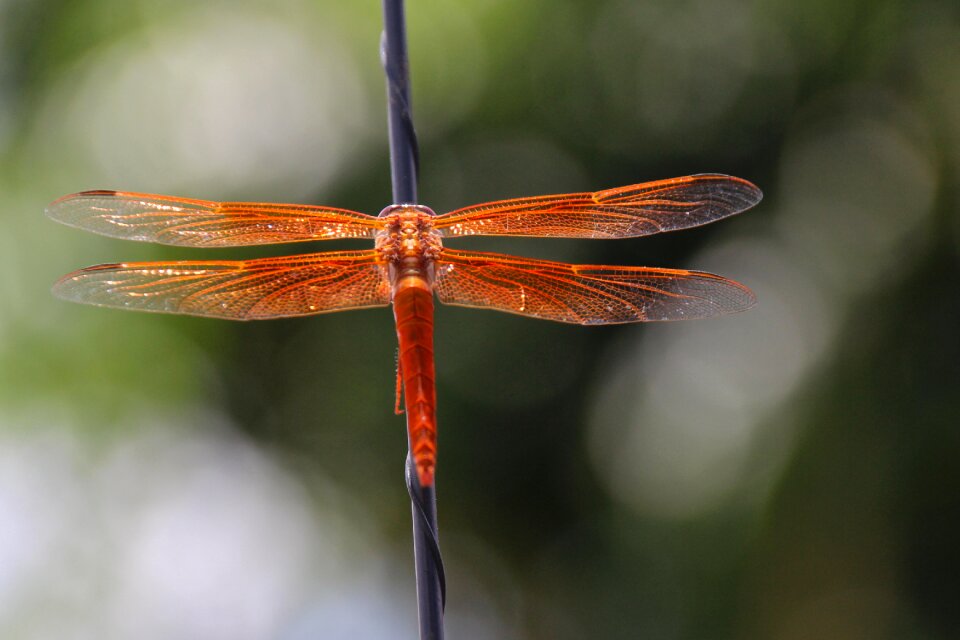 Orange libellulidae insect