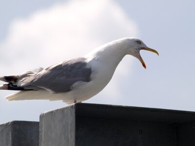 Call water bird bird