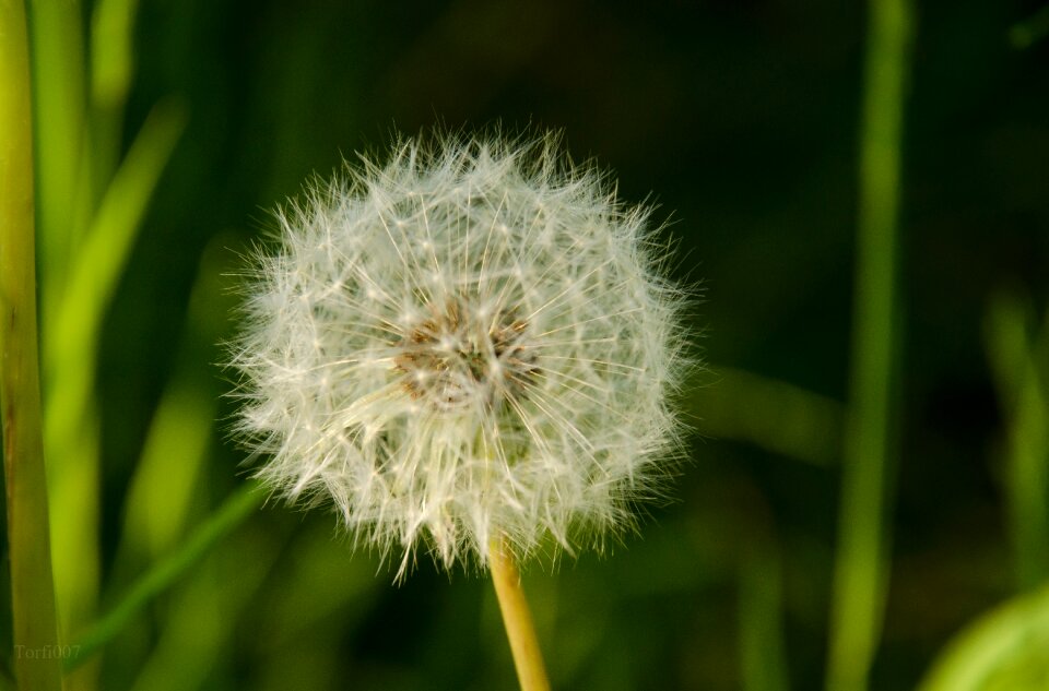 Meadow nature summer
