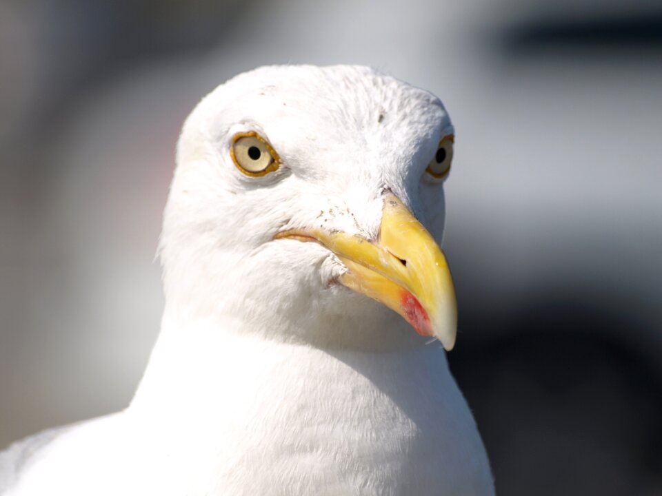 Animal close up bill