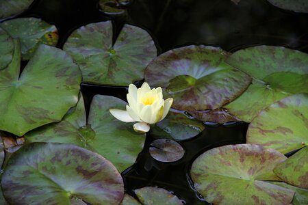 Lotus white lotus flowers photo