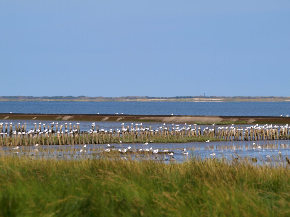 Gulls north sea coastal landscape