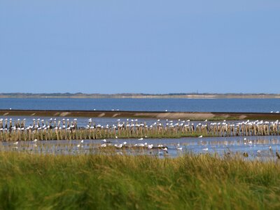 Gulls north sea coastal landscape photo