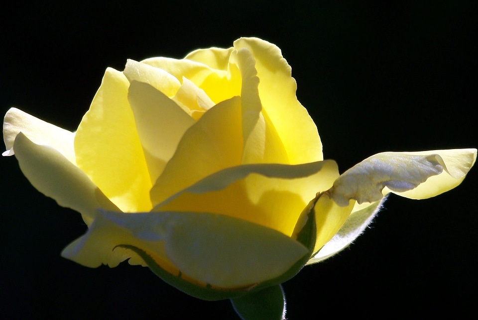 Flower blooming petals
