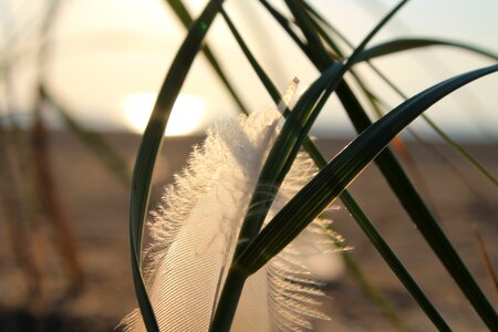 Feather grass backlighting photo