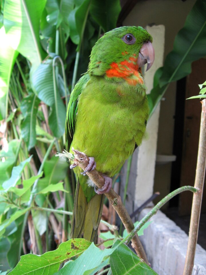 Green parrot copan