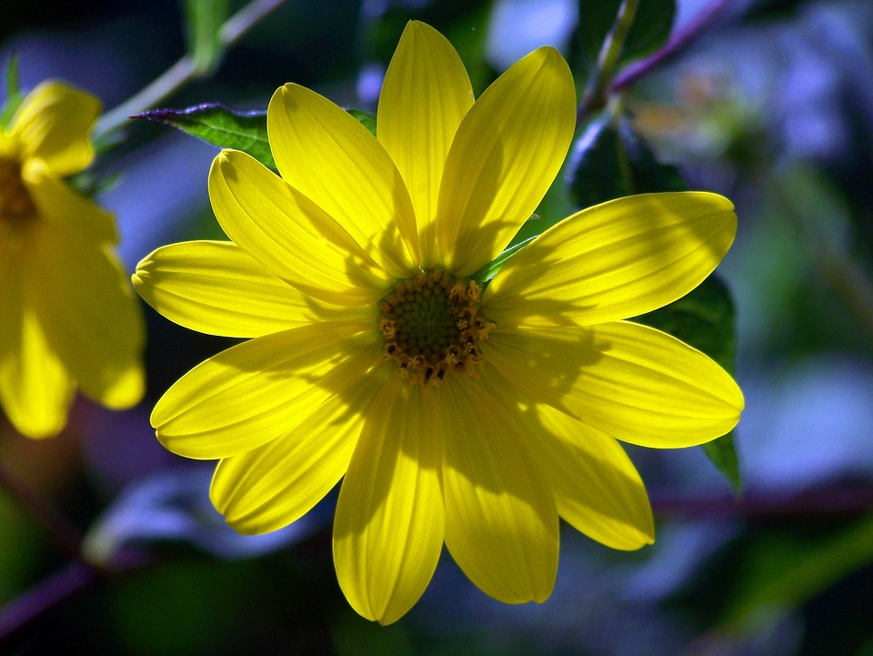 Summer yellow nature