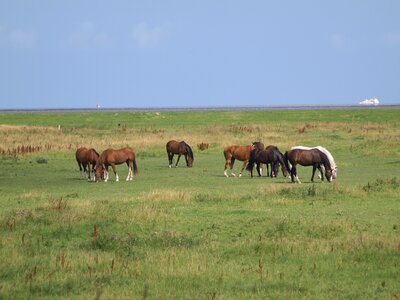 North sea east frisia pasture