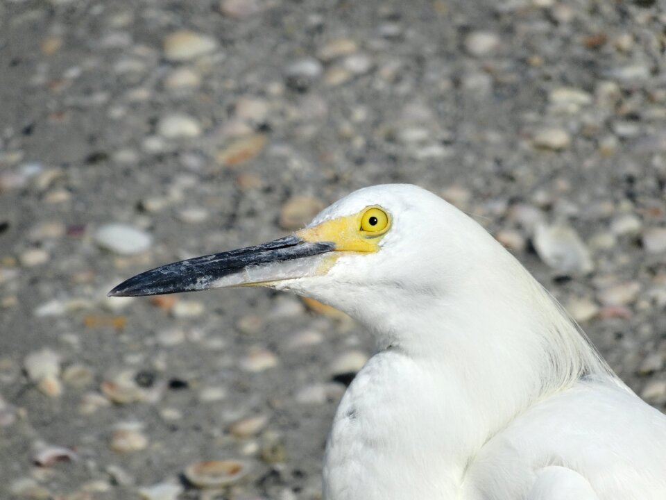 Look bird beak