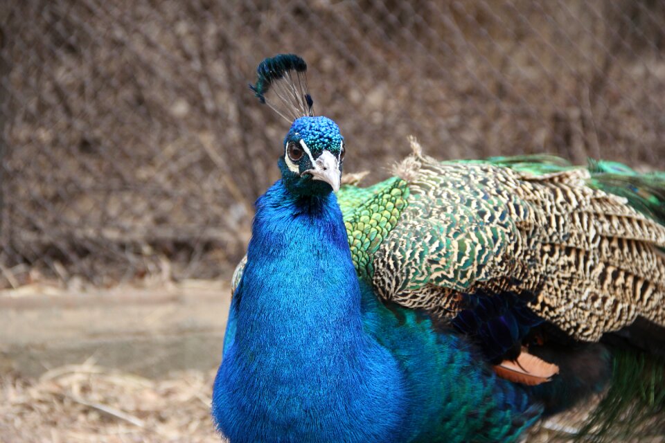 Peacock feather blue