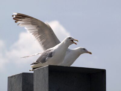 Call water bird bird
