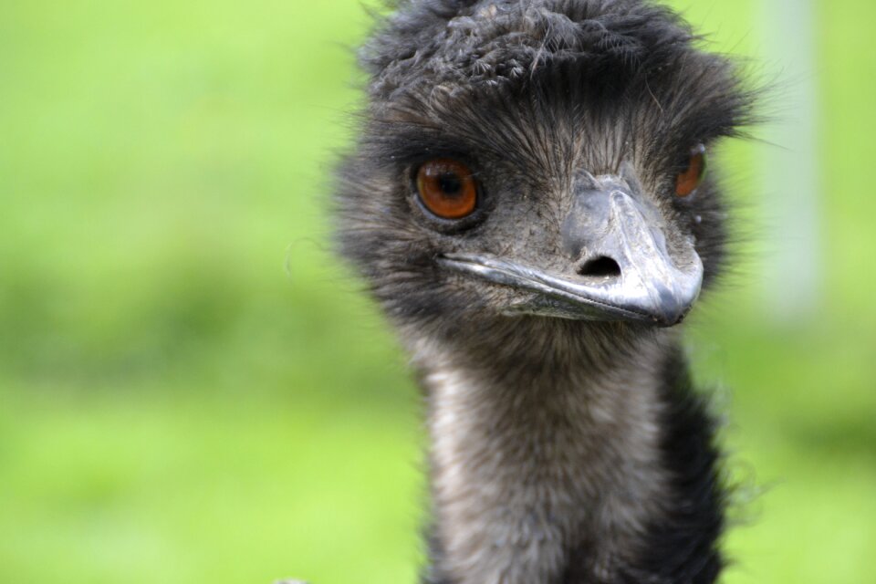 Run flightless bird bird