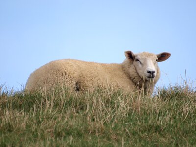 Grass rest relaxation