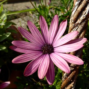 Bloom plant nature