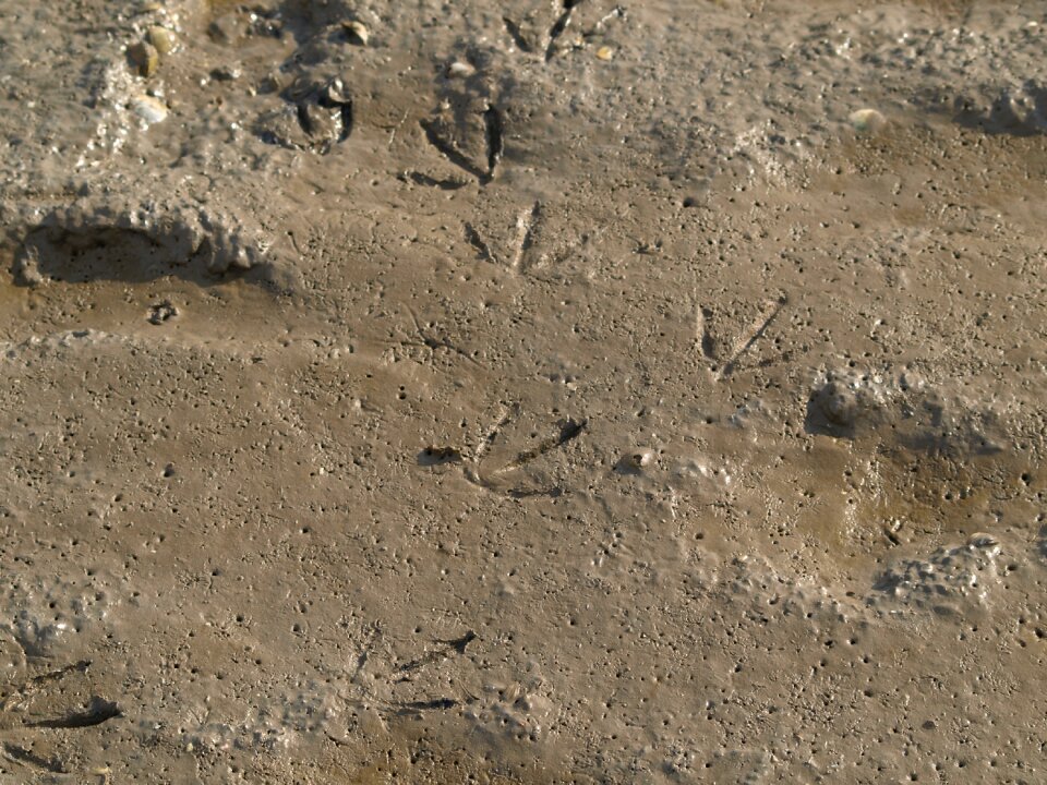 North sea wadden sea mud