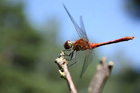 Abdomen trunk eyes