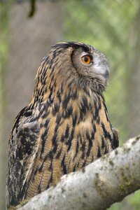 Bird nocturnal bill