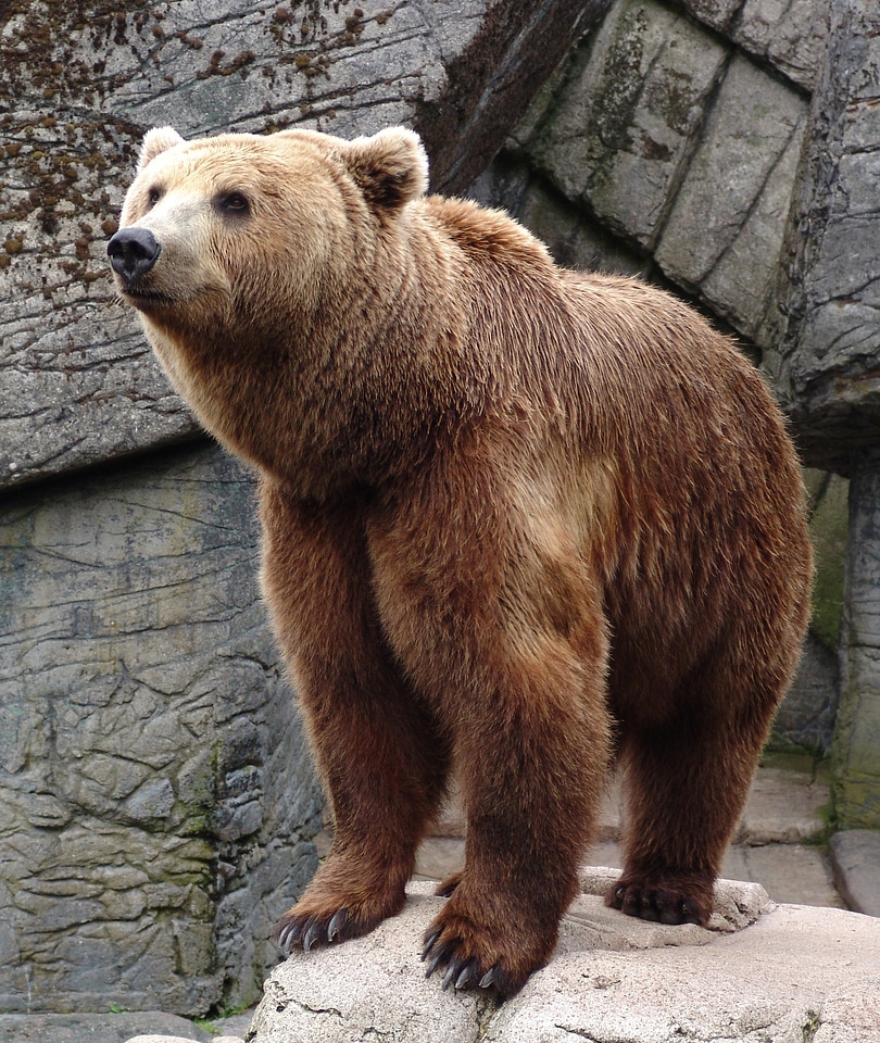 Wild zoology mammal