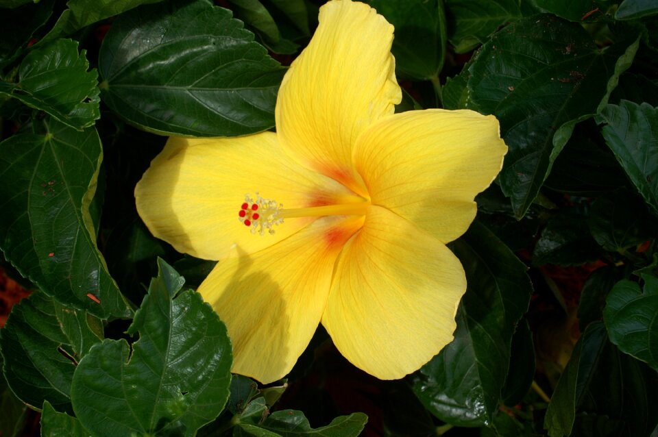 Plant closeup beautiful