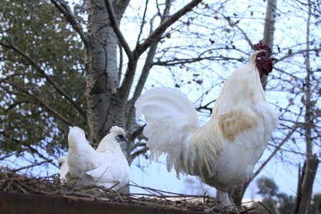 Farm hens roosters photo