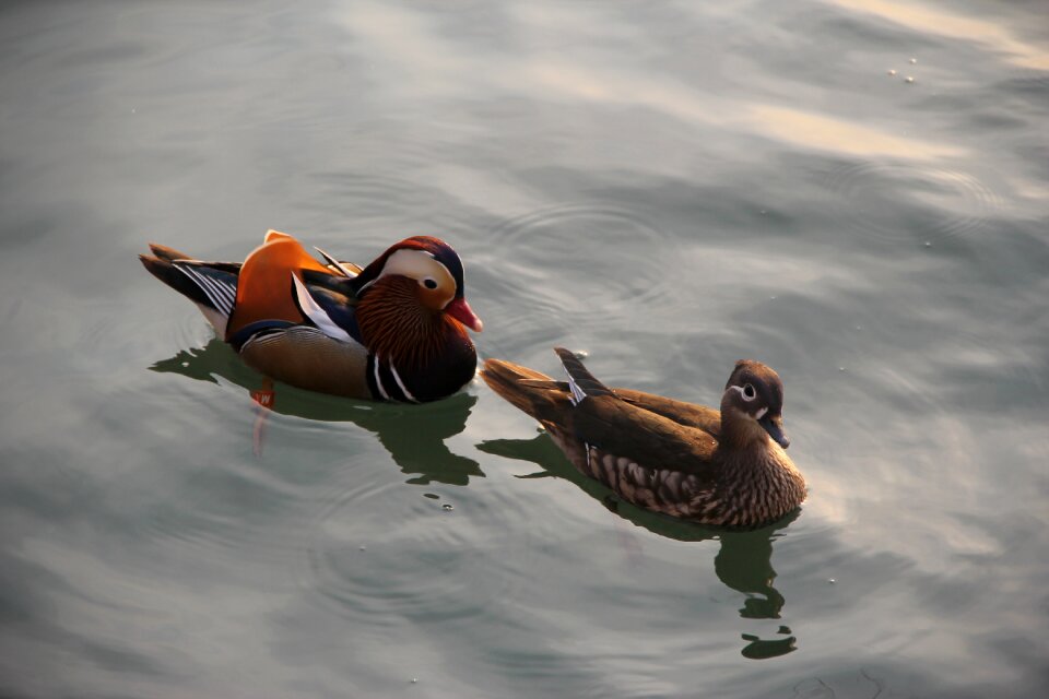 Brooks not ducks pairs