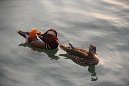 Brooks not ducks pairs